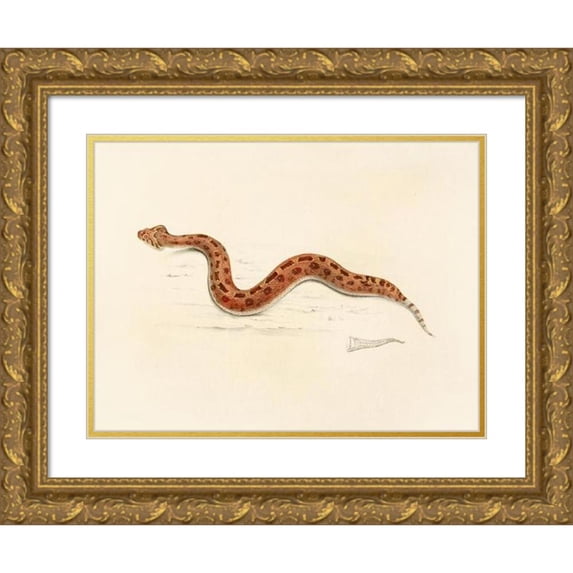 Sir Andrew Smith 24x19 Gold Ornate Framed and Double Matted Museum Art Print Titled - Vipera Caudalis (1838-1849)