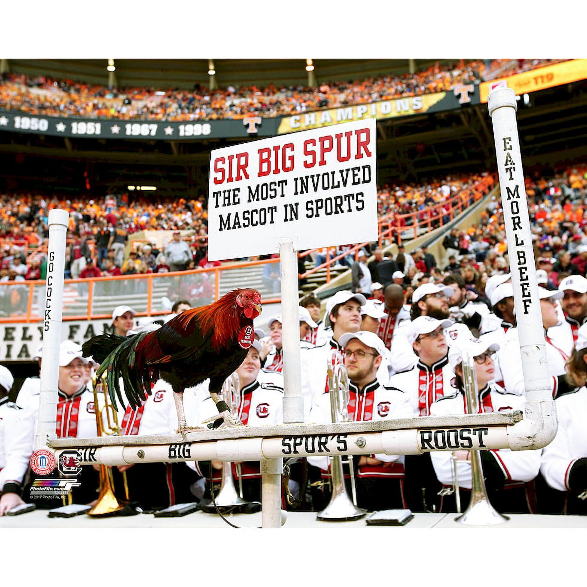 Sir Big Spur South Carolina Gamecocks Mascot 16"x20" Print