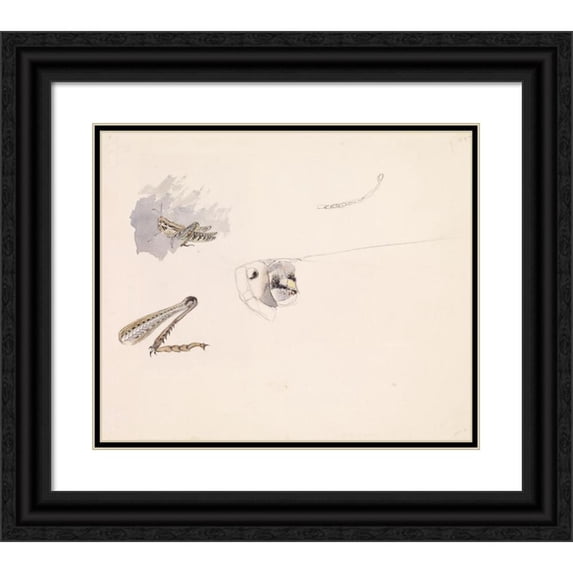 Sir John Everett Millais 14x12 Black Ornate Wood Framed Double Matted Museum Art Print Titled: Studies of a Grasshopper - Body, Head and Leg (1853)