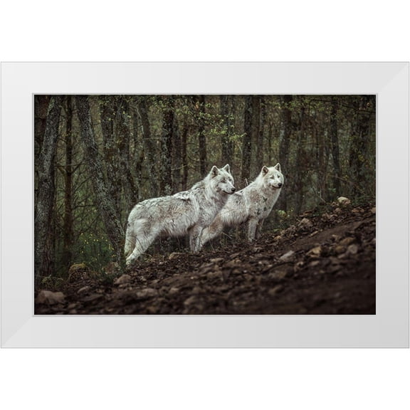 Siri, Ronan 18x13 White Modern Wood Framed Museum Art Print Titled - Meeting With White Wolves