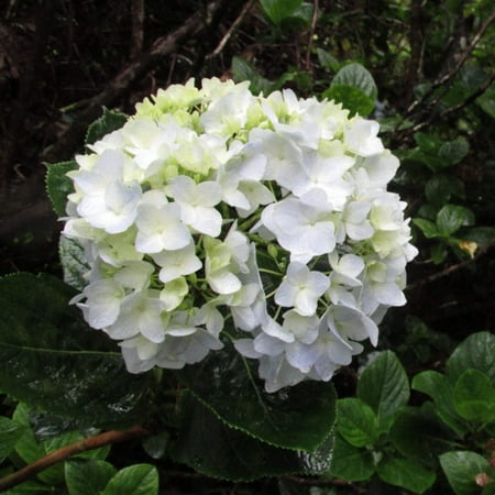 Sister Teresa Hydrangea - Hydrangea macrophylla 'Soeur Therese'