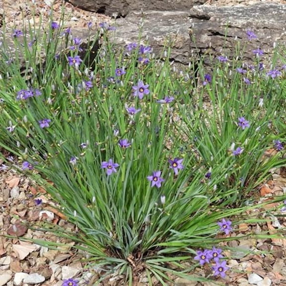Sisyrinchium angustifoliumLucerne Blueeyed GrassAttracts Pollinators  1 Gallon