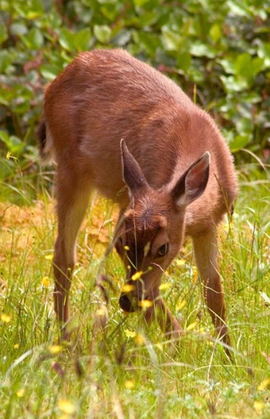 Sitka Black Tail Deer Fawn Eating Grass Queen Charlotte Islands Canada Canvas Art - Savanah Stewart DanitaDelimont (24 x 36)