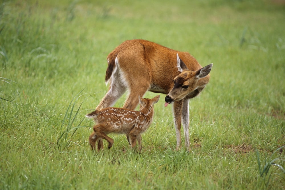 Sitka Black Tail Doe With Fawn In Meadow Captive Alaska Wildlife Conservation Cntr Canvas Art - Doug Lindstrand Design Pics (19 x 12)
