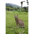 thumbnail image 1 of Sitting Bengal Cat, 1 of 5