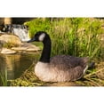 thumbnail image 1 of Sitting Canadian Goose Garden Statue, 1 of 3