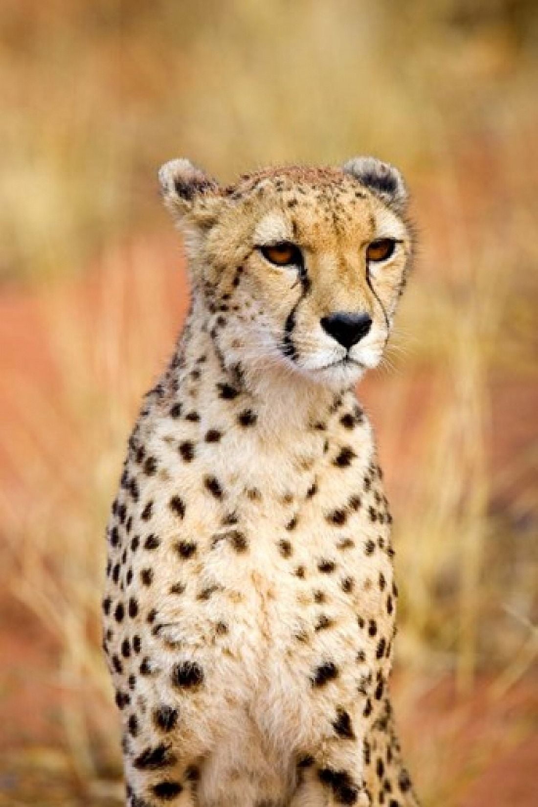 Sitting Cheetah at Africa Project Namibia Canvas Art - Joe Restuccia III DanitaDelimont (25 x 38)
