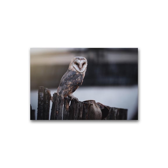 Sitting Owl Poster -Image by Shutterstock