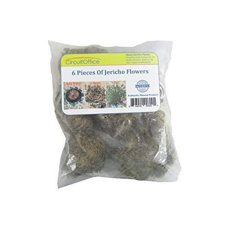 Jumbo Rose Of Jericho Resurrection Plant - 3.5-6 Inch Selaginella Lepidophylla Dried Flower