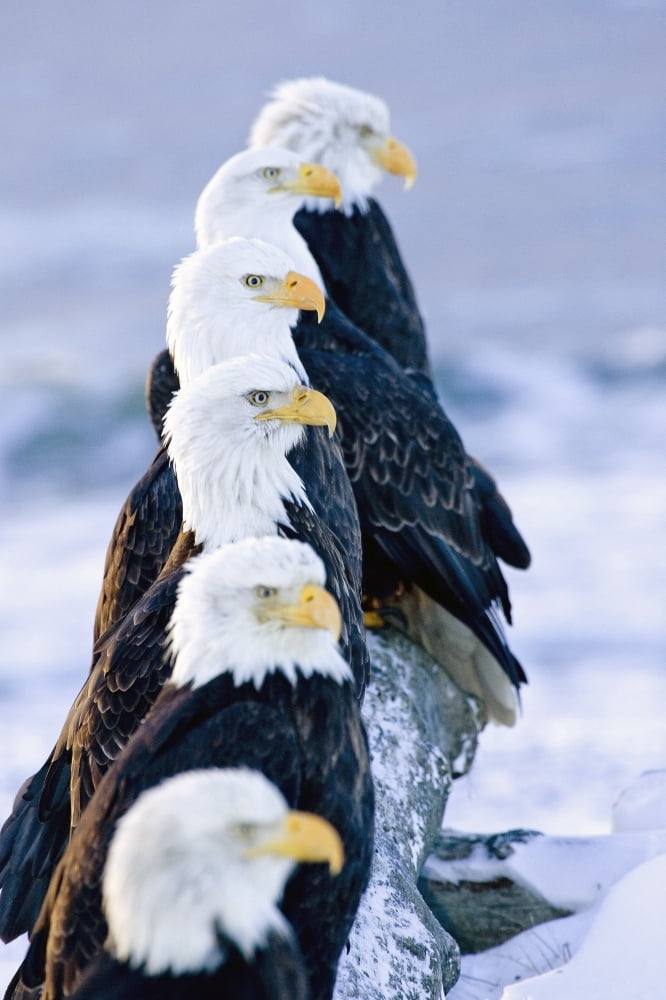 Six Bald Eagles Perched In A Row On Snow Covered Log Homer Spit Kachemak Bay Kenai Peninsula Alaska Canvas Art - Don Pitcher Design Pics (11 x 17)