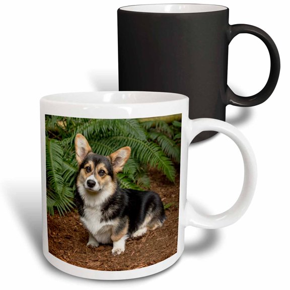 3drose, Six Month Old Corgi Puppy Posing in Front of Western Swordfern. Pr, 11oz Magic Transforming Mug