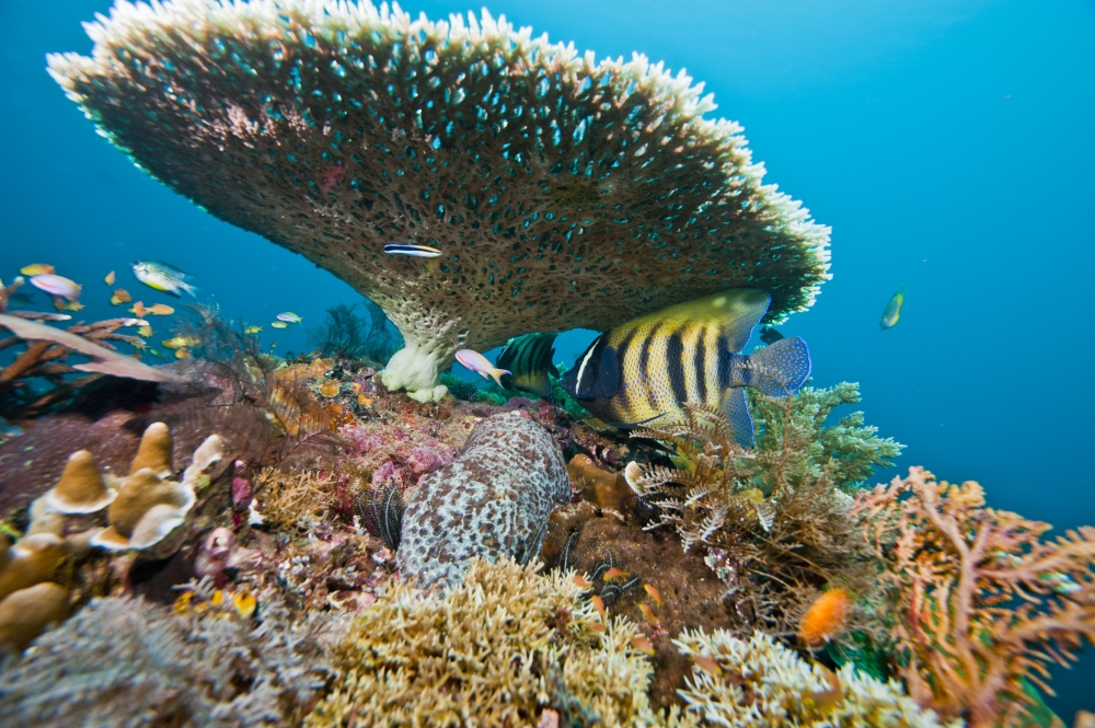 Six-banded angelfish amongst coral reef Raja Ampat Indonesia Canvas Art - Beverly FactorStocktrek Images (35 x 23)