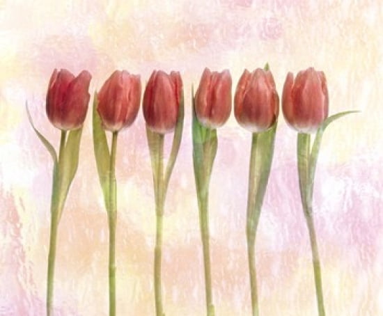 Six pink tulips with green stems and leaves upright in front of pink plaster wall Canvas Art - Panoramic Images (36 x 30)