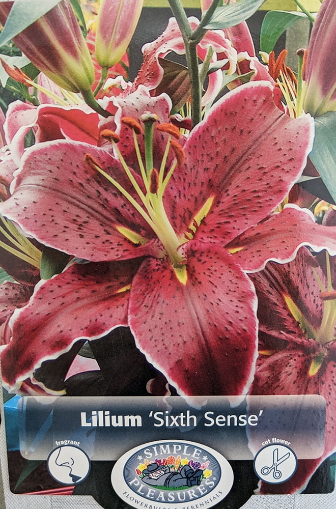 Sixth Sense Oriental Lily 2 Bulbs 16/18 cm - NEW - Deep Sixth Sense Oriental Lily 2 Bulbs 16/18 cm - NEW - Deep