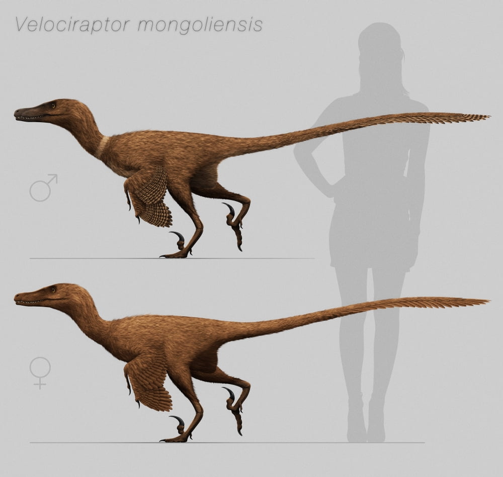 Size comparison of Velociraptor mongoliensis to a human Canvas Art - Christian MasnaghettiStocktrek Images (29 x 28)