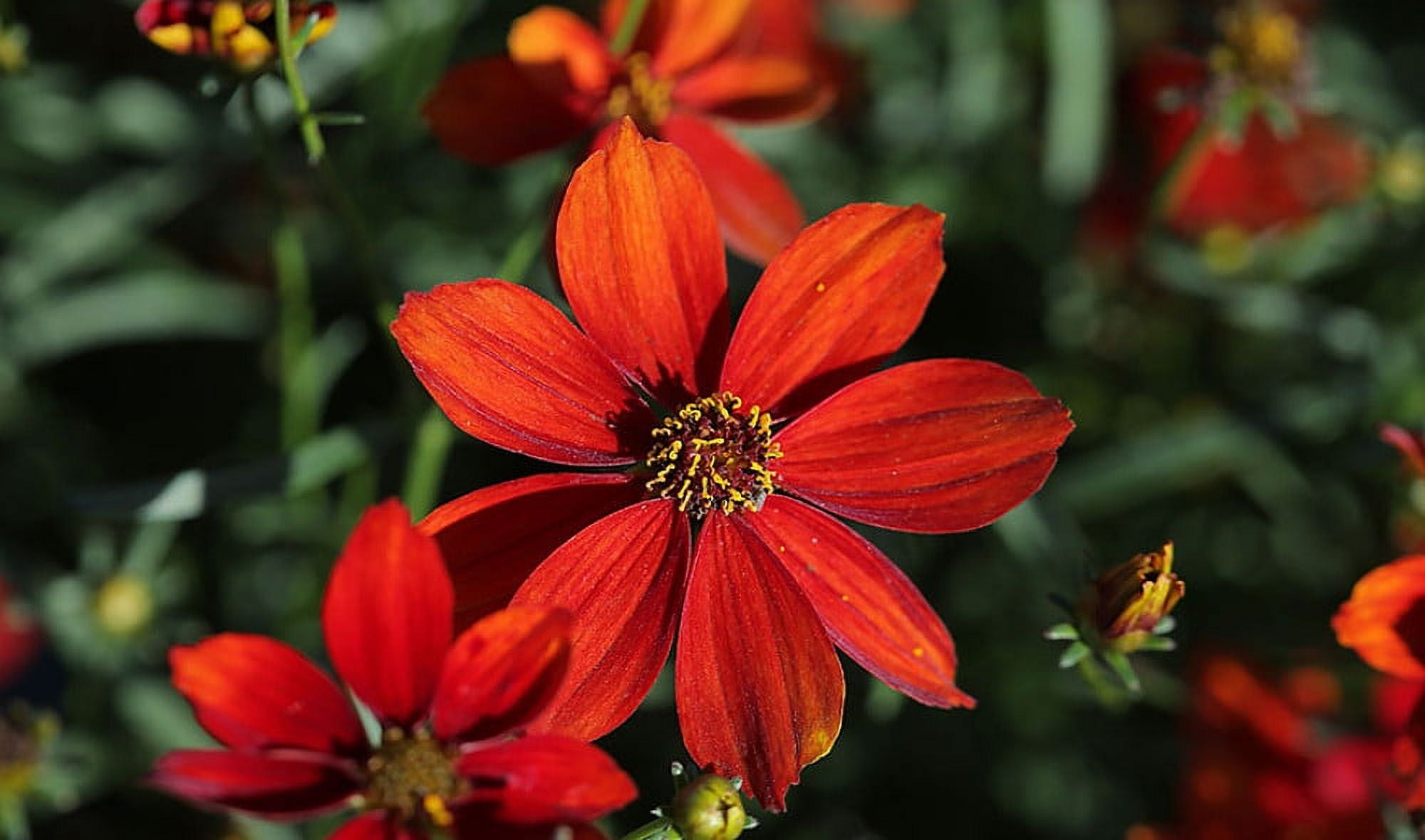 Sizzle & Spice Crazy Cayenne Coreopsis Perennial Plant - Live Plant ...