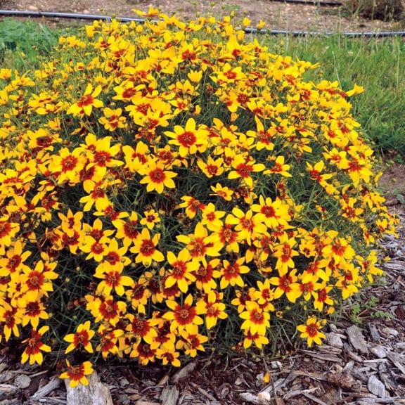 Sizzle & Spice Curry Up Coreopsis Perennial Plant - Live Plant - Gallon Pot