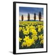 thumbnail image 1 of Art.com Skagit Valley Daffodils I Art Print by Alan Majchrowicz, Black Frame Wall Art, 21" x 29", 1 of 5