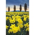 thumbnail image 1 of Skagit Valley Daffodils I Poster Print by Lisa Audit, 1 of 1