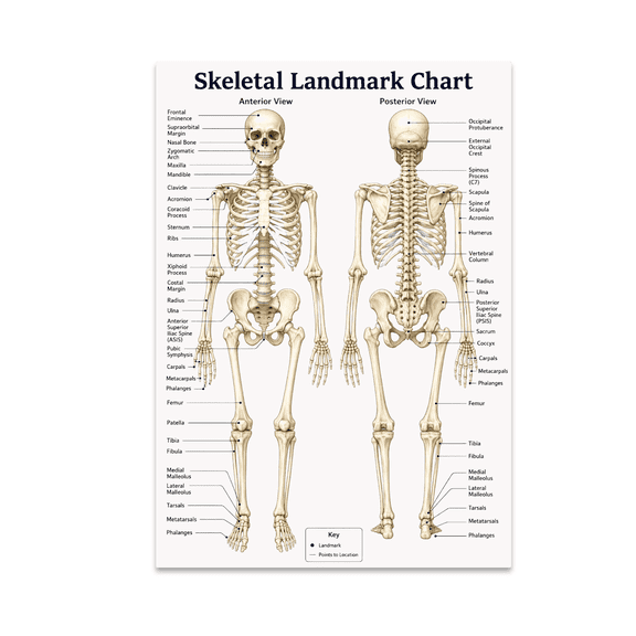 Skeletal Anatomy Reference Chart - Students and Professionals - 13x19 Poster Print