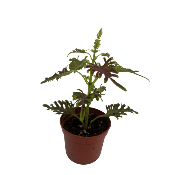 Skeletal Coleus Plant - Plectranthus - 2.5" Pot