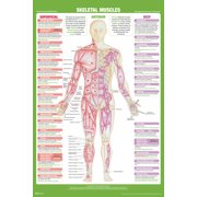 Skeletal Muscle Anterior Anatomy Chart Human Body Skeleton Nursing Student Essentials Medical Classroom Diagram Scientific Science Class Biology Gym Educational Cool Wall Art Print Poster 12x18