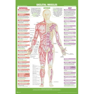 Printable Anatomy And Physiology Charts Anatomy And Physiology