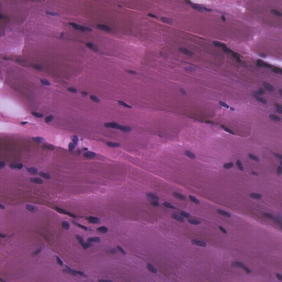 Skeletal Muscle, Mammal - Longitudinal Section - Prepared Microscope Slide - 75 x 25mm - Biology & Microscopy - Eisco Labs