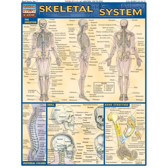 Pre-Owned Skeletal System (Other)