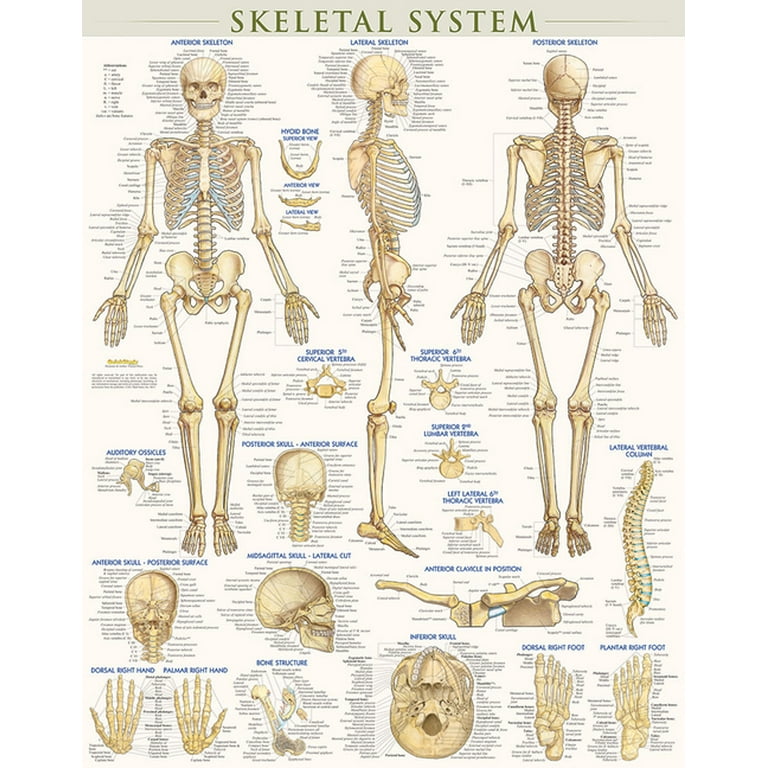 Simple Skeletal System Labeled