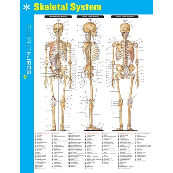Pre-Owned Skeletal System SparkCharts, 9781411470804, 141147080X, Paperback, Reissue edition