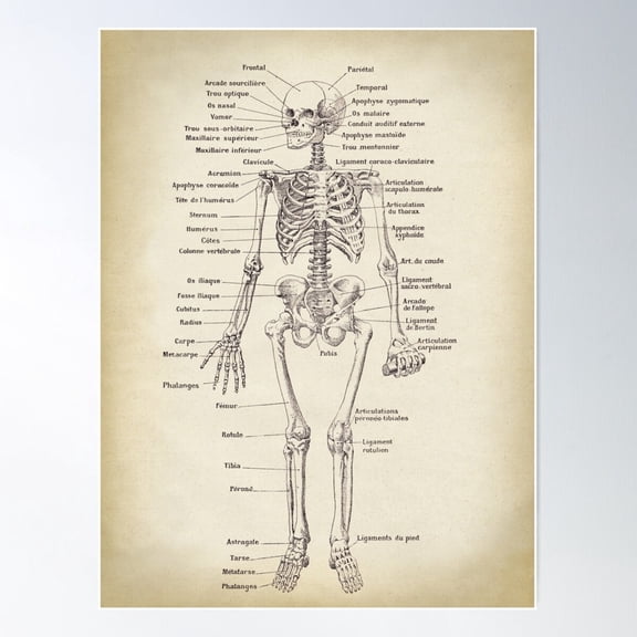 Skeleton Anatomical Drawing. Scientific Illustration. TextFrench Poster Wall Art Modern Wall Decor For Living Room Bedroom