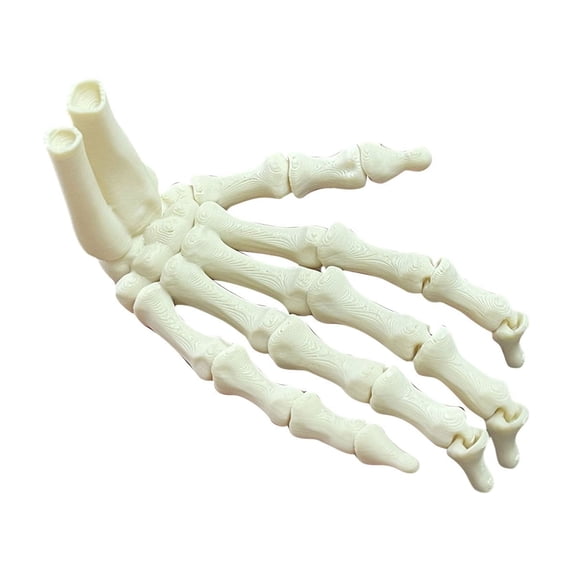 Skeleton Anatomy Model Halloween Skeleton Decorations 3D Printed Plastic Skeleton Hand Spooky Halloween Decor for Home Party and Haunted House Single Piece Halloween Decor