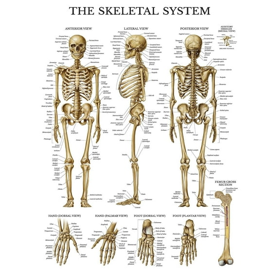 Skeleton Anatomy Poster - Skeletal System Anatomical Charts