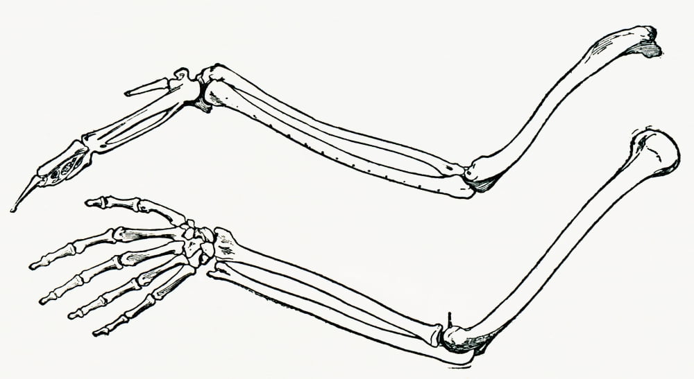 Skeleton Of A Birds Wing And Of A Mans Arm And Hand Drawn To The Same Scale From The Strand Magazine Published 1897 Canvas Art - Ken Welsh Design Pics (21 x 11)