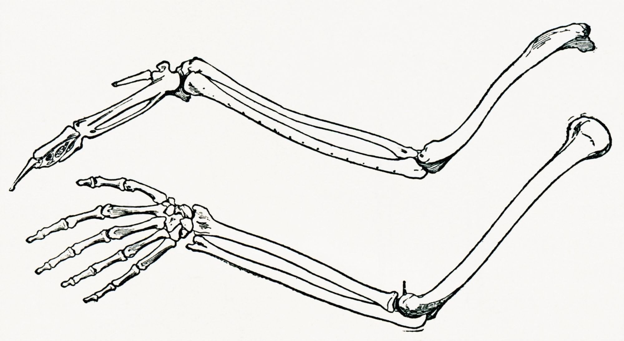 Skeleton Of A Birds Wing And Of A Mans Arm And Hand Drawn To The Same Scale From The Strand Magazine Published 1897 Canvas Art - Ken Welsh Design Pics (42 x 22)