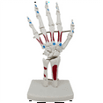 thumbnail image 1 of Skeleton Hand Model, Hand Joint Model, with Wrist, Ulna, Hinged Hand , Palmar Anatomy Muscle Model, 1 of 6
