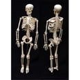 thumbnail image 1 of Skeleton Model 17 Inch, 1 of 1