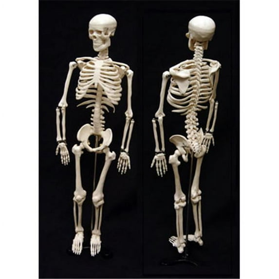 Skeleton Model 17 Inch