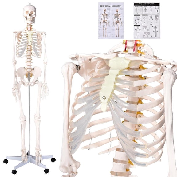 Skeleton Model 66 in, PVC Human Anatomy with Mobile Stand and Articulated Bones with Study Guide for Classroom Teaching and Medical Display
