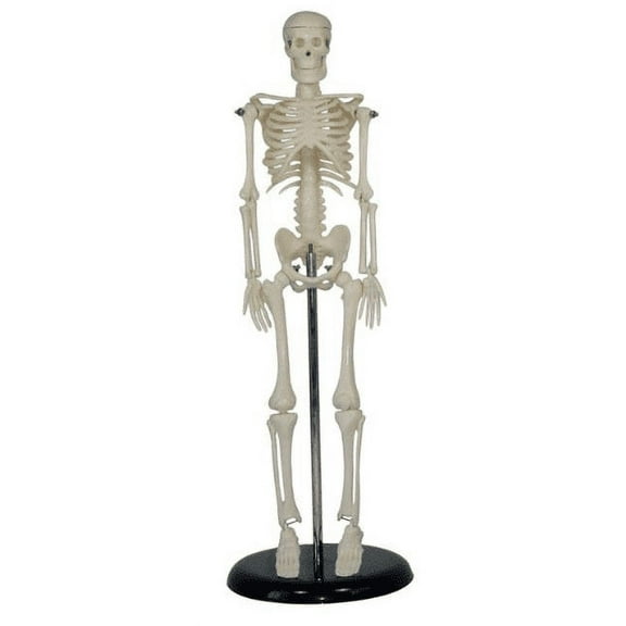 Skeleton Model, Desktop Sized, for Science Education