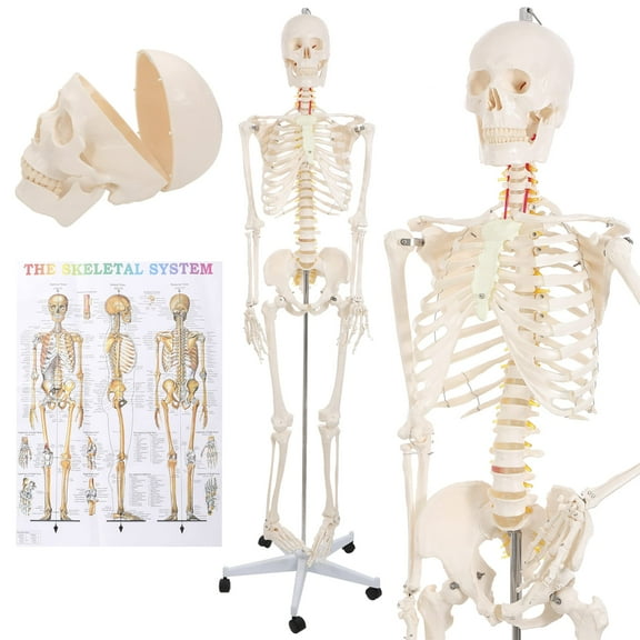 Skeleton Model Human