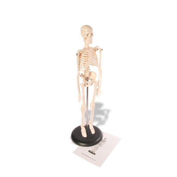 Skeleton ModelLearning Mannequin Full Body,Miniature Model, Easy to Manipulate,17 inches