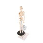 Skeleton Model Learning Mannequin Full Body,Miniature Model, Easy to Manipulate,17 inches