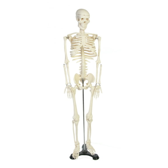 Skeleton Model for the study of physiology. Size 34inches or 85cm with support stand.