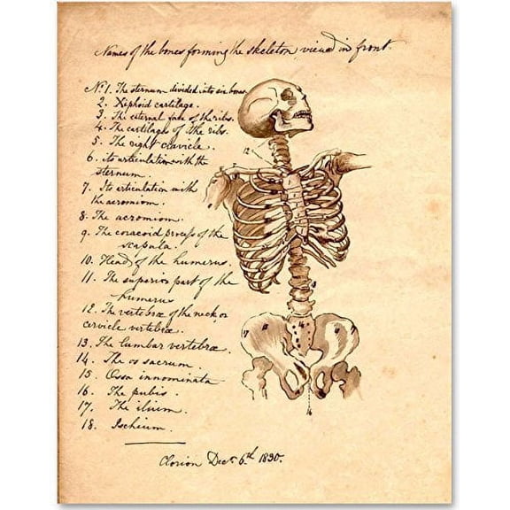 Skeleton - Names of Bones - 11x14 Unframed Art Print - Great Gift for Medical and Nursing Students