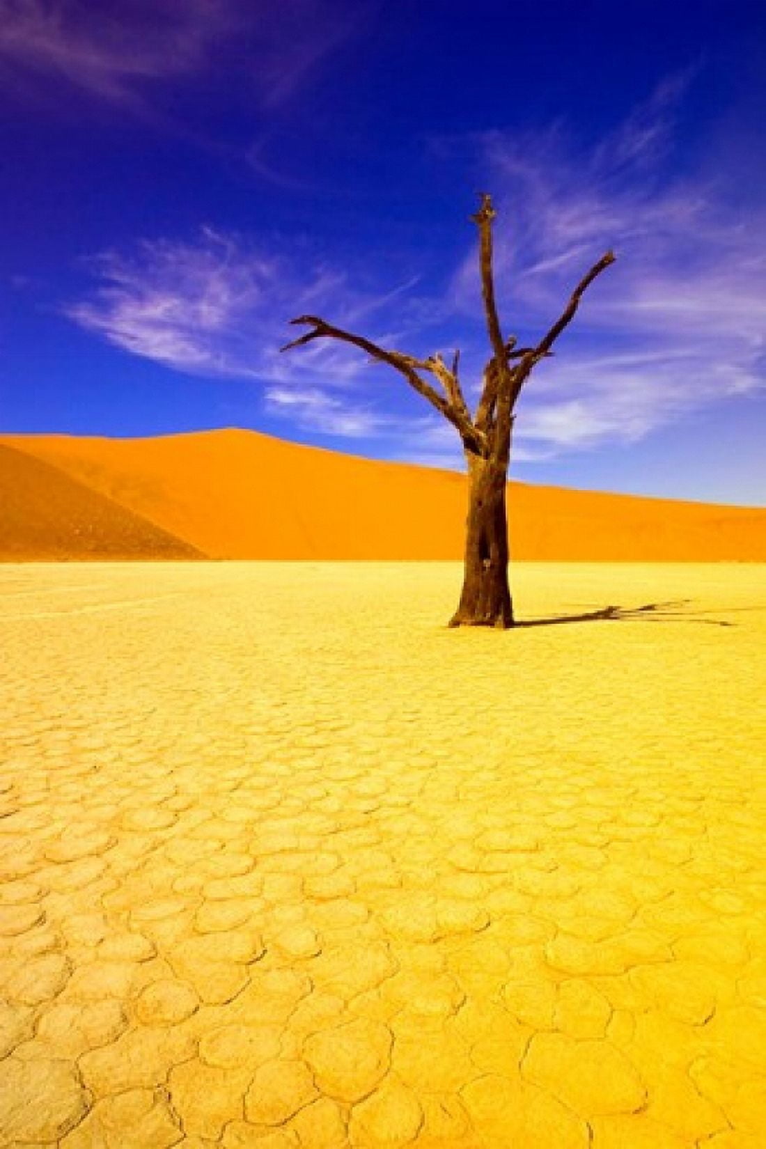 Skeleton Trees in Dead Vlei Namibia Canvas Art - Michele Westmorland  DanitaDelimont (23 x 35)