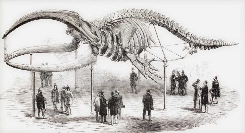 The Skeleton Of A Whale Seen In The Royal College Of Surgeons In London England In The Mid 19Th Century From Lunivers Illustre Published 1866 Canvas Art - Ken Welsh Design Pics (21 x 11)