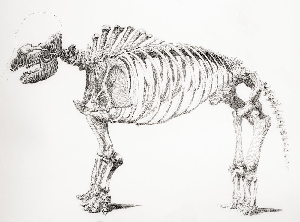 Skeleton of a mastodon an extinct mammal related to the elephant From The National Encyclopaedia published c1890 Canvas Art - Ken Welsh Design Pics (16 x 12)