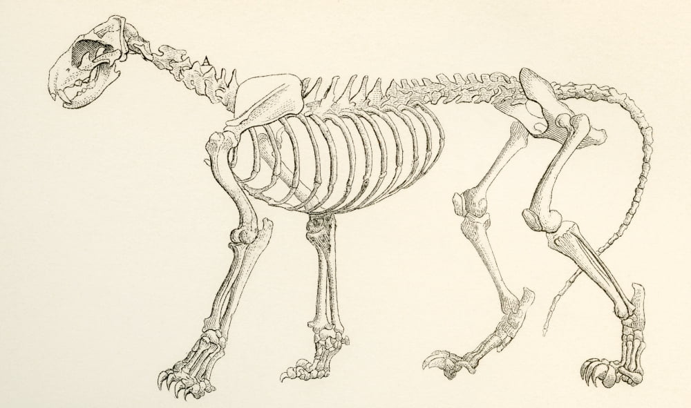 Skeleton of a lion Panthera leo From The National Encyclopaedia published c1890 Canvas Art - Ken Welsh Design Pics (36 x 20)